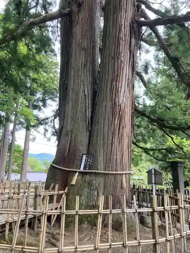 戸隠神社中社(長野県)