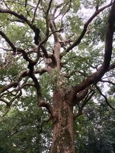 野田八幡宮の自然