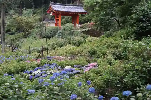 三室戸寺(京都府)