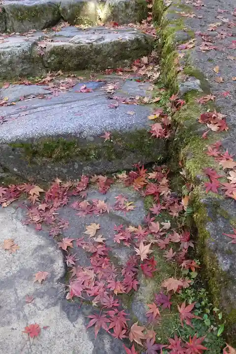 三千院門跡の自然