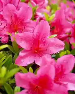 伊達神社(北海道)(2022年06月16日(木) 18時43分26秒投稿)