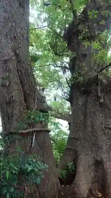 今宮神社の自然