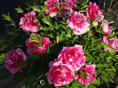 牡丹稲荷神社の自然