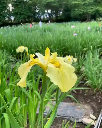 伊佐須美神社の自然
