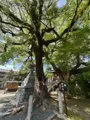 加納天満宮(岐阜県)