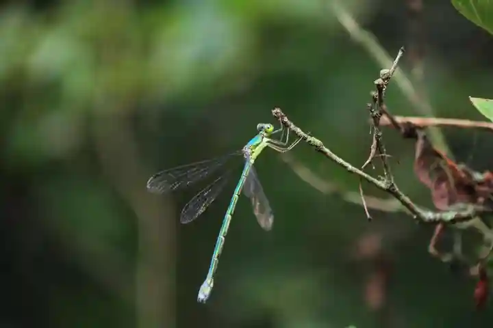 大六天麻王神社の自然
