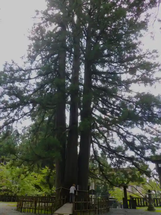戸隠神社中社の自然