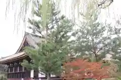 蓮華王院（三十三間堂）(京都府)