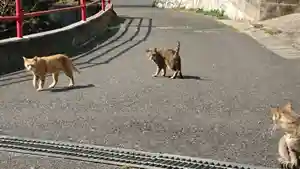 大山祇神社の動物(2022年03月10日(木) 17時50分22秒投稿)