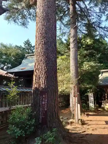 大宝八幡宮の自然