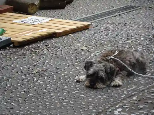 菊名神社の動物