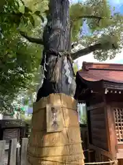 堀越神社の自然