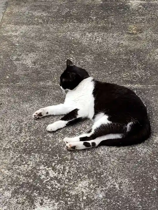 白金氷川神社の動物