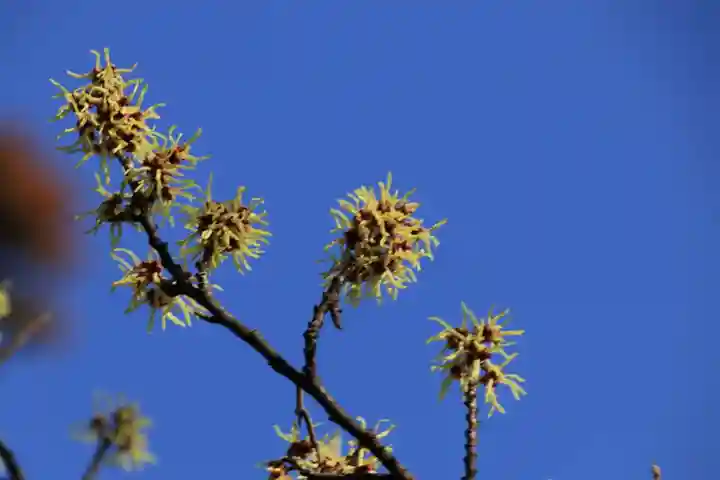 豊景神社の庭園