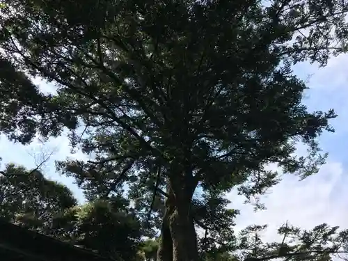 富士浅間神社の自然