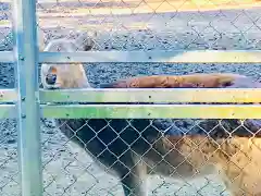 鹿島神宮の動物