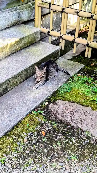 白金氷川神社の動物