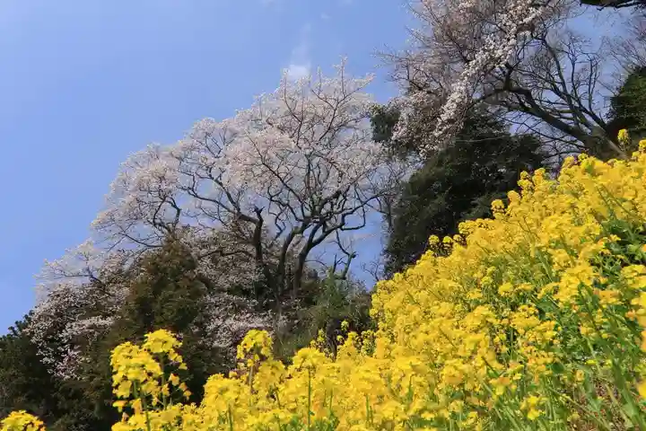 高木神社の自然