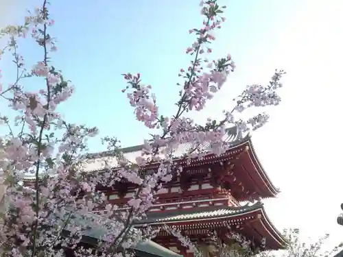 浅草寺の自然