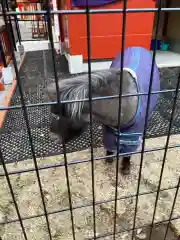 神田神社（神田明神）の動物