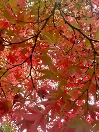 真正極楽寺（真如堂）の自然