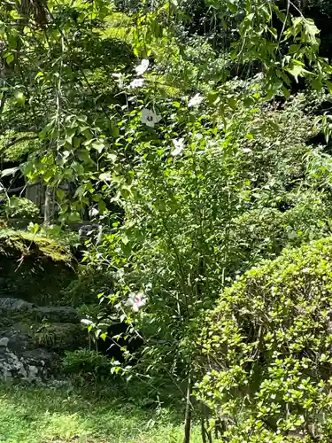 高麗神社の自然