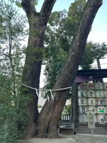 武蔵一宮氷川神社(埼玉県)
