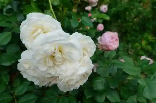 おふさ観音（観音寺）の庭園