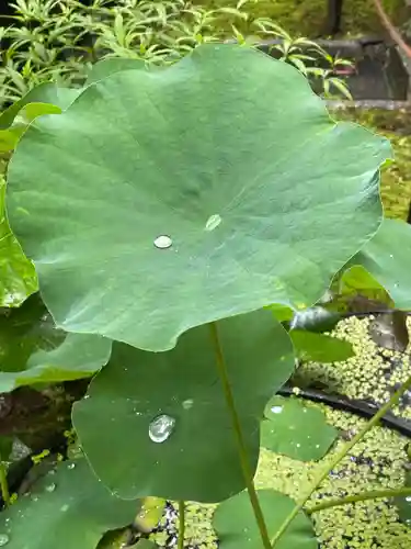 勝林寺(京都府)