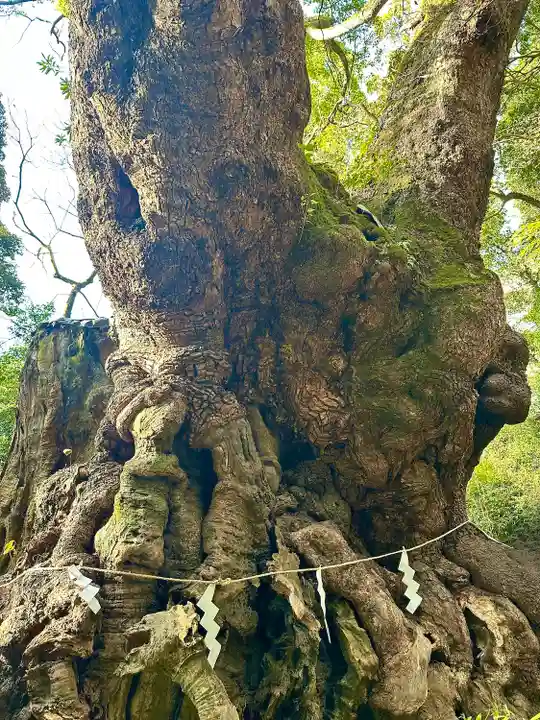 來宮神社(静岡県)
