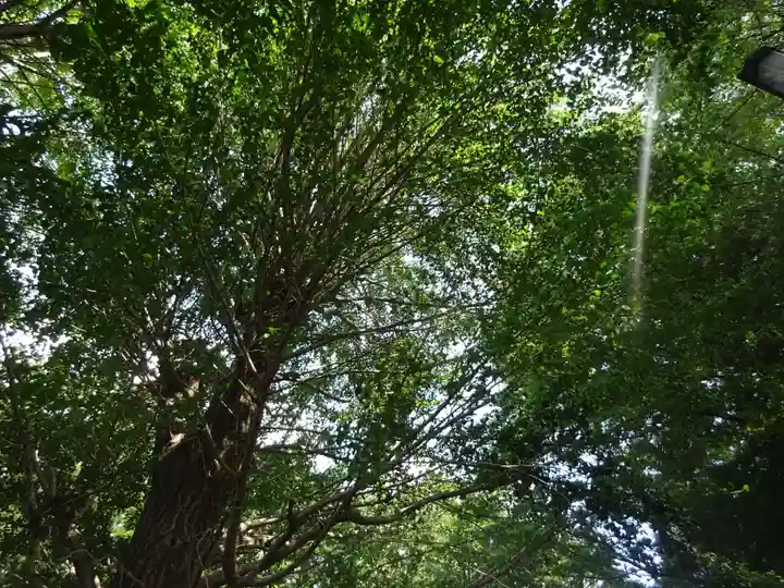 弥生神社の自然