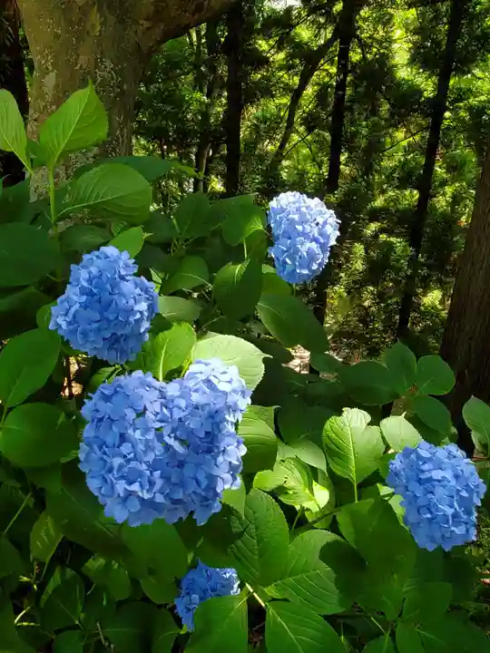 三春大神宮の自然