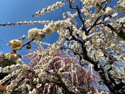 結城神社の{uncategorized: "未分類", other: "その他", undefined: "問題あり", building: "その他建物", grave: "お墓", sacred_gate: "鳥居", guardian: "狛犬", statue: "像", buddha: "仏像", history: "歴史", nature: "自然", garden: "庭園", animal: "動物", pagoda: "塔", temizu: "手水舎", mountain_gate: "山門・神門", sanctuary: "本殿・本堂", subordinate: "末社・摂社", art: "芸術", scenery: "景色", jizo: "地蔵", ema: "絵馬", goshuin: "御朱印", omikuji: "おみくじ", items: "授与品その他", amulet: "お守り", goshuincho: "御朱印帳", eats: "食事", festival: "お祭り", votive_dance: "神楽", shichigosan: "七五三参", wedding: "結婚式", experience: "体験その他", initially: "初詣", around: "周辺", anti_infection: "感染症対策"}