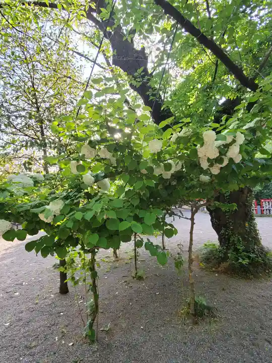 冠稲荷神社の自然
