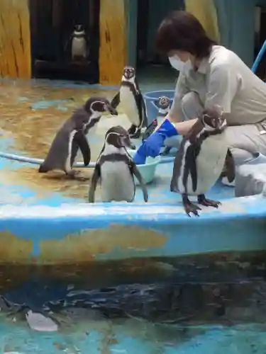 射水神社の動物