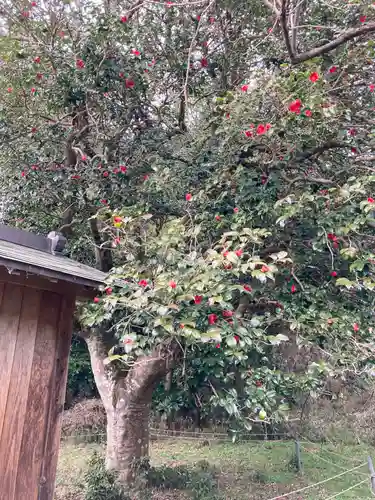 咳嗽神社の自然