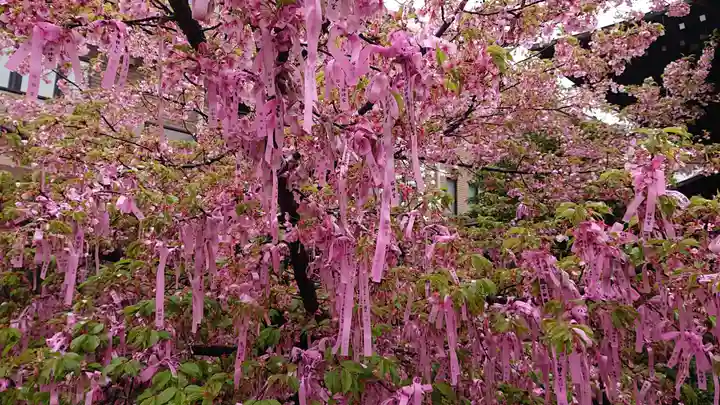 桜神宮の自然