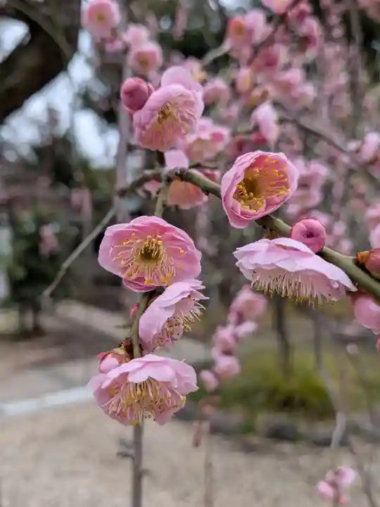 布多天神社(東京都)