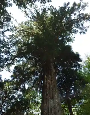 須山浅間神社(静岡県)