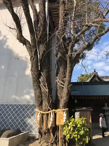 櫛田神社の自然