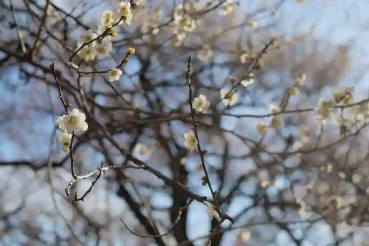 谷保天満宮の{uncategorized: "未分類", other: "その他", undefined: "問題あり", building: "その他建物", grave: "お墓", sacred_gate: "鳥居", guardian: "狛犬", statue: "像", buddha: "仏像", history: "歴史", nature: "自然", garden: "庭園", animal: "動物", pagoda: "塔", temizu: "手水舎", mountain_gate: "山門・神門", sanctuary: "本殿・本堂", subordinate: "末社・摂社", art: "芸術", scenery: "景色", jizo: "地蔵", ema: "絵馬", goshuin: "御朱印", omikuji: "おみくじ", items: "授与品その他", amulet: "お守り", goshuincho: "御朱印帳", eats: "食事", festival: "お祭り", votive_dance: "神楽", shichigosan: "七五三参", wedding: "結婚式", experience: "体験その他", initially: "初詣", around: "周辺", anti_infection: "感染症対策"}