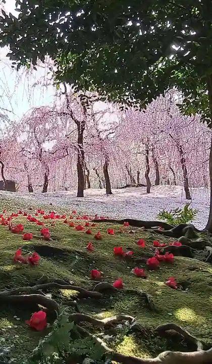 城南宮(京都府)