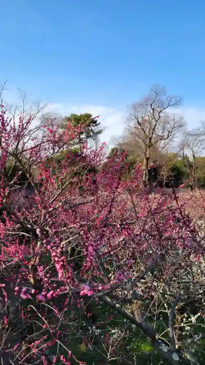 北野天満宮の{uncategorized: "未分類", other: "その他", undefined: "問題あり", building: "その他建物", grave: "お墓", sacred_gate: "鳥居", guardian: "狛犬", statue: "像", buddha: "仏像", history: "歴史", nature: "自然", garden: "庭園", animal: "動物", pagoda: "塔", temizu: "手水舎", mountain_gate: "山門・神門", sanctuary: "本殿・本堂", subordinate: "末社・摂社", art: "芸術", scenery: "景色", jizo: "地蔵", ema: "絵馬", goshuin: "御朱印", omikuji: "おみくじ", items: "授与品その他", amulet: "お守り", goshuincho: "御朱印帳", eats: "食事", festival: "お祭り", votive_dance: "神楽", shichigosan: "七五三参", wedding: "結婚式", experience: "体験その他", initially: "初詣", around: "周辺", anti_infection: "感染症対策"}