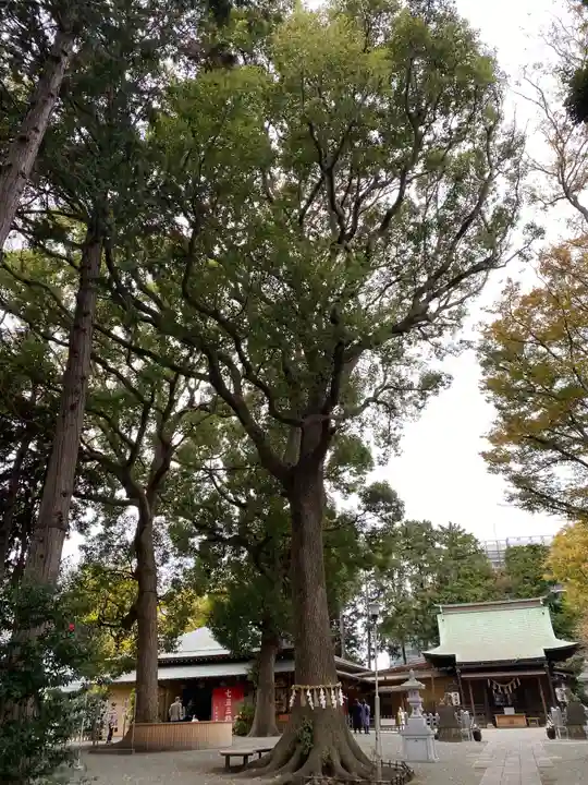 星川杉山神社の自然