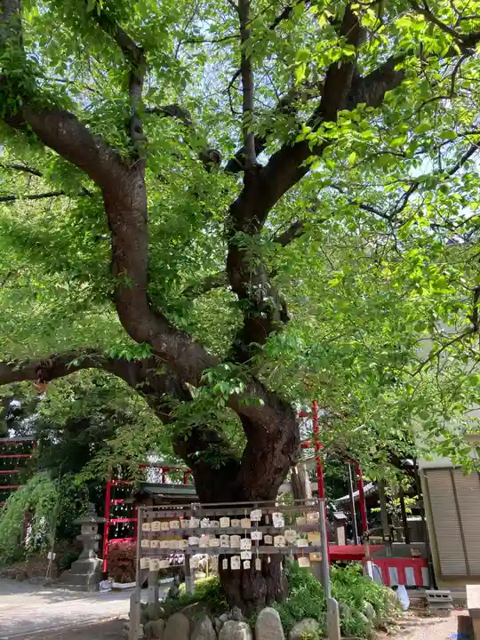 居木神社の自然