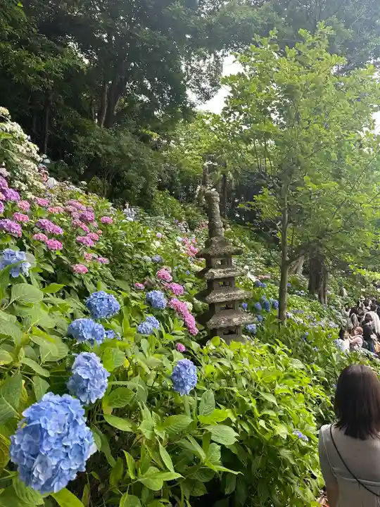 長谷寺(神奈川県)