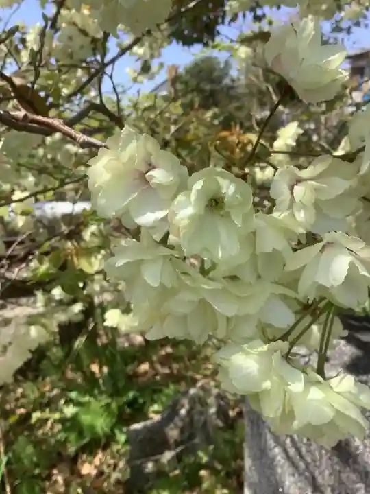 上地八幡宮の自然