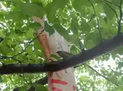 浅草神社の動物