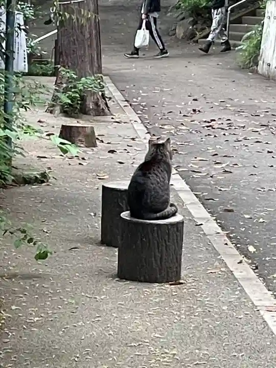 代々木八幡宮の動物