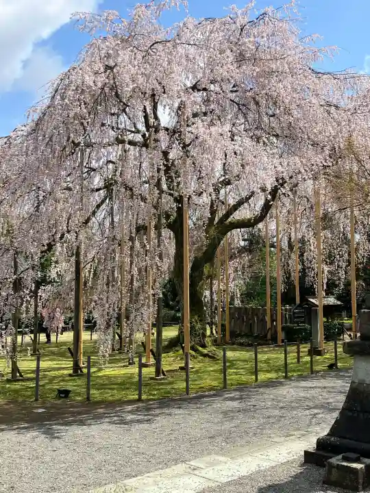 足羽神社の{uncategorized: "未分類", other: "その他", undefined: "問題あり", building: "その他建物", grave: "お墓", sacred_gate: "鳥居", guardian: "狛犬", statue: "像", buddha: "仏像", history: "歴史", nature: "自然", garden: "庭園", animal: "動物", pagoda: "塔", temizu: "手水舎", mountain_gate: "山門・神門", sanctuary: "本殿・本堂", subordinate: "末社・摂社", art: "芸術", scenery: "景色", jizo: "地蔵", ema: "絵馬", goshuin: "御朱印", omikuji: "おみくじ", items: "授与品その他", amulet: "お守り", goshuincho: "御朱印帳", eats: "食事", festival: "お祭り", votive_dance: "神楽", shichigosan: "七五三参", wedding: "結婚式", experience: "体験その他", initially: "初詣", around: "周辺", anti_infection: "感染症対策"}